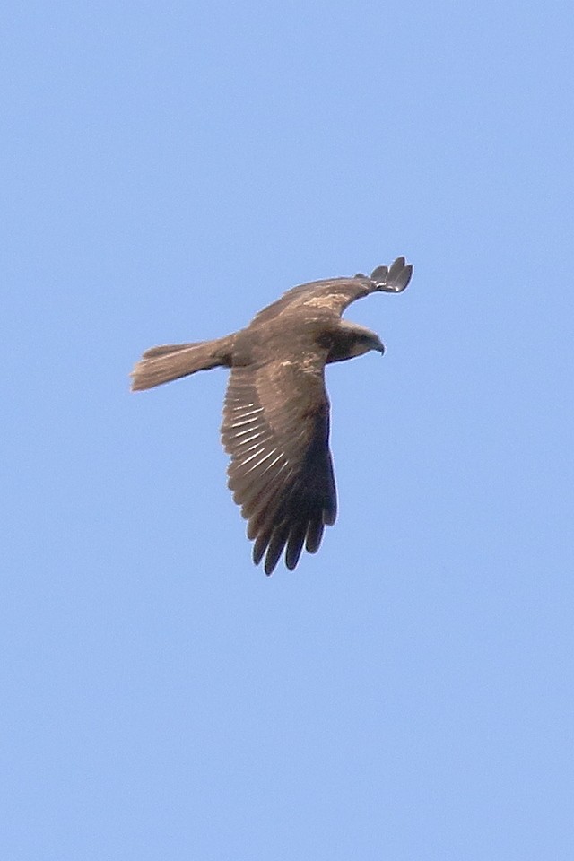 Western Marsh Harrier - ML595650801