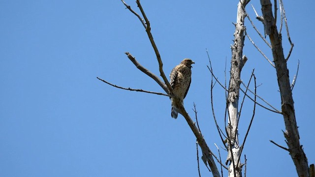 Red-shouldered Hawk - ML595650901