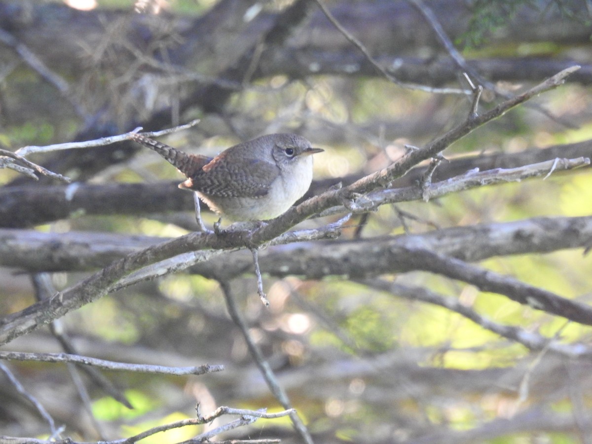 House Wren - ML59565171