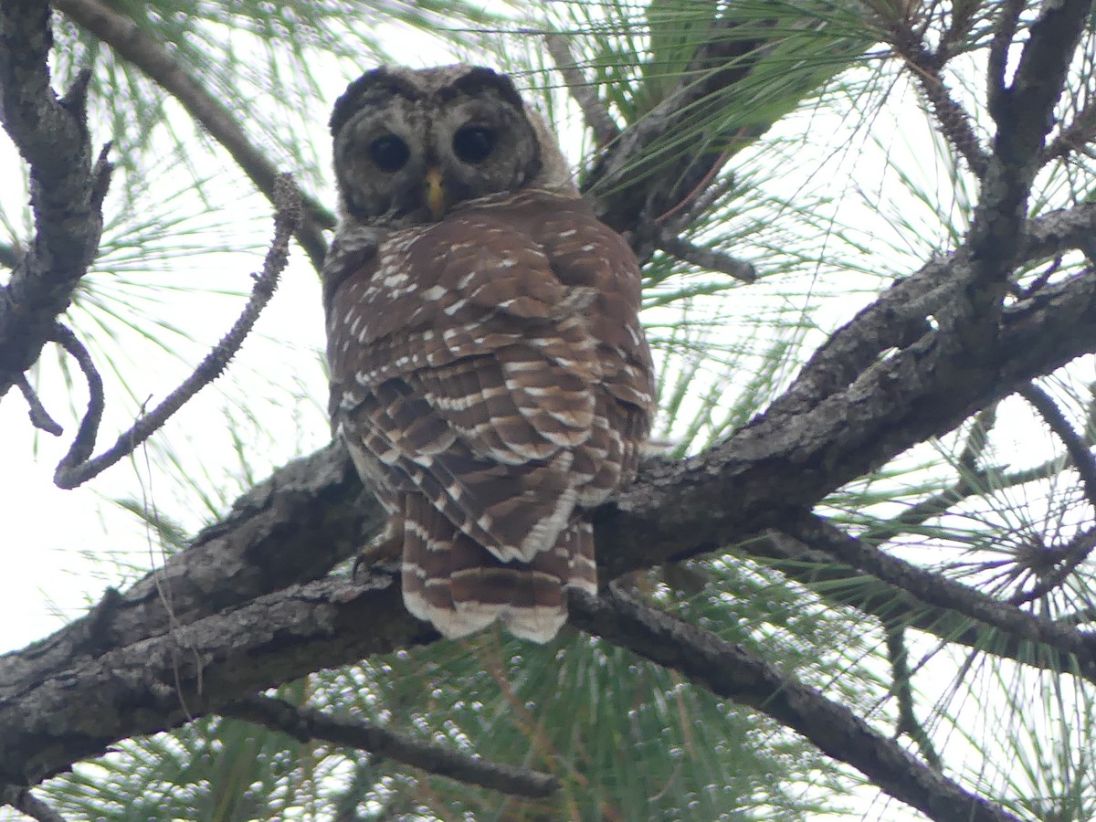 Barred Owl - ML595652251