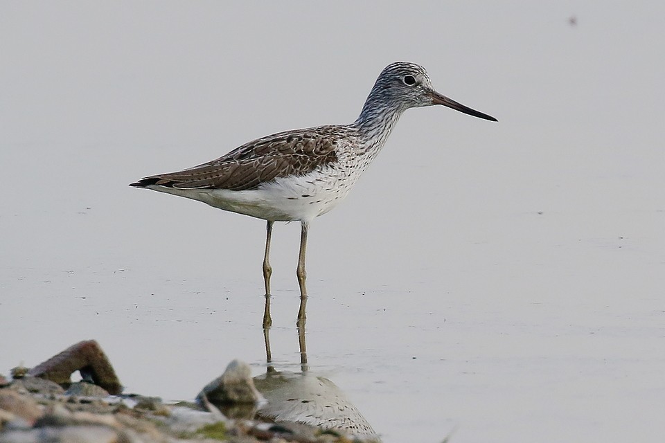 Common Greenshank - ML595652511