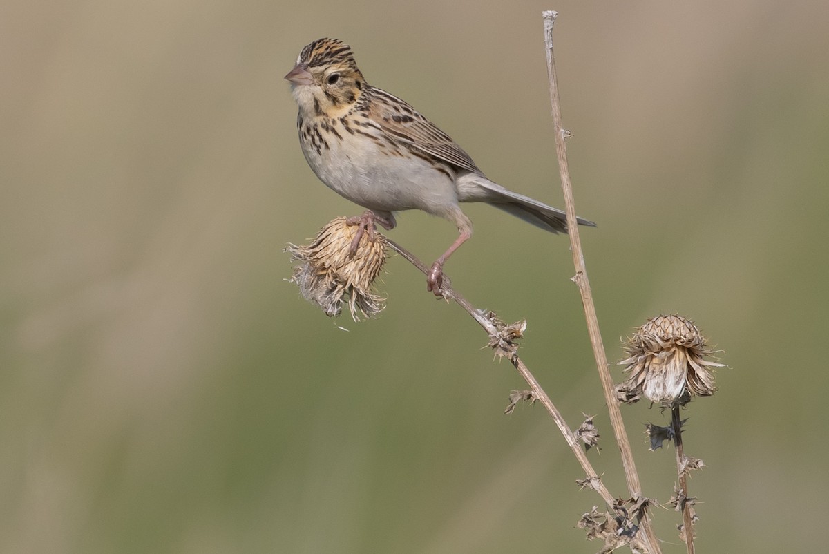 Baird's Sparrow - ML595652561