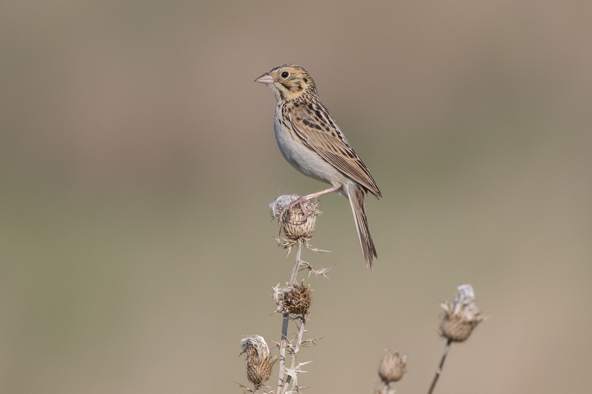 Baird's Sparrow - ML595652581