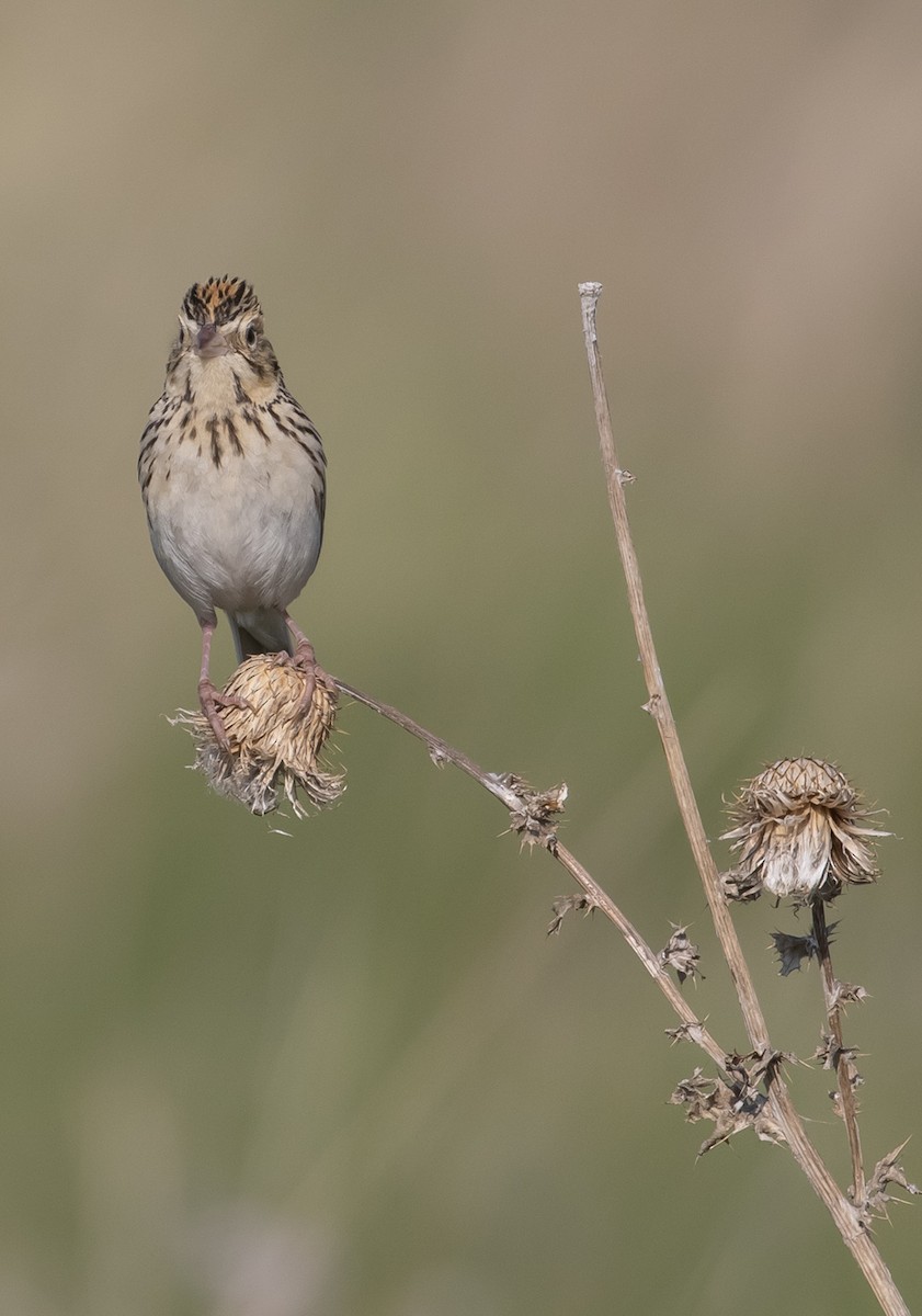 Baird's Sparrow - ML595652611