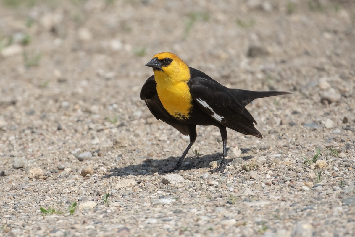 Yellow-headed Blackbird - ML595652731
