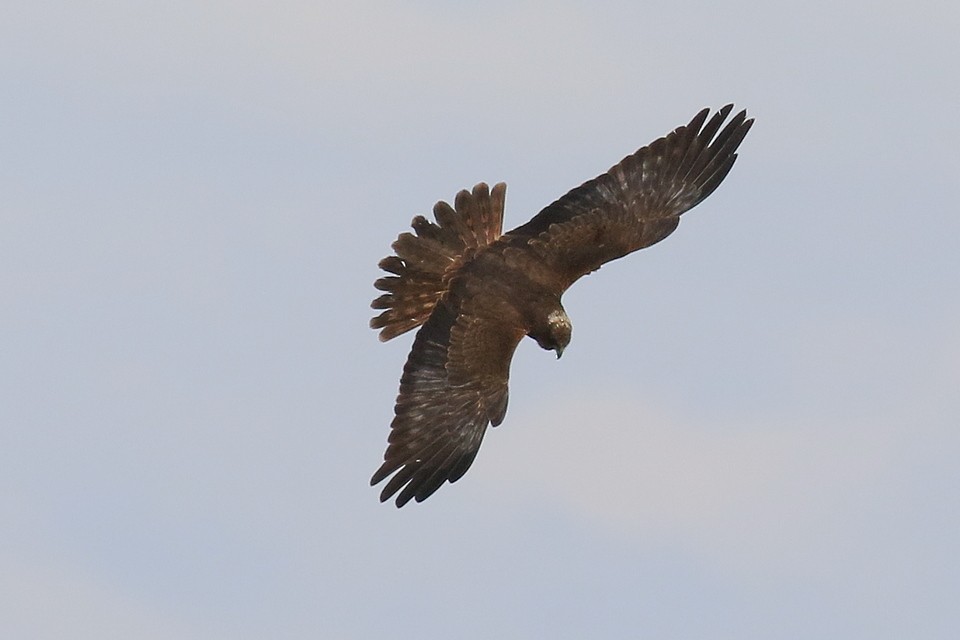 Western Marsh Harrier - ML595654991