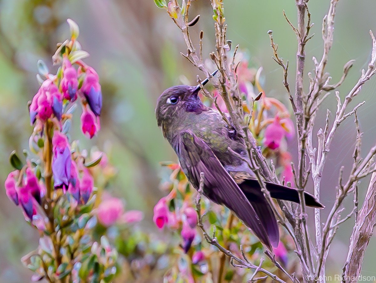 Violet-throated Metaltail - John Richardson