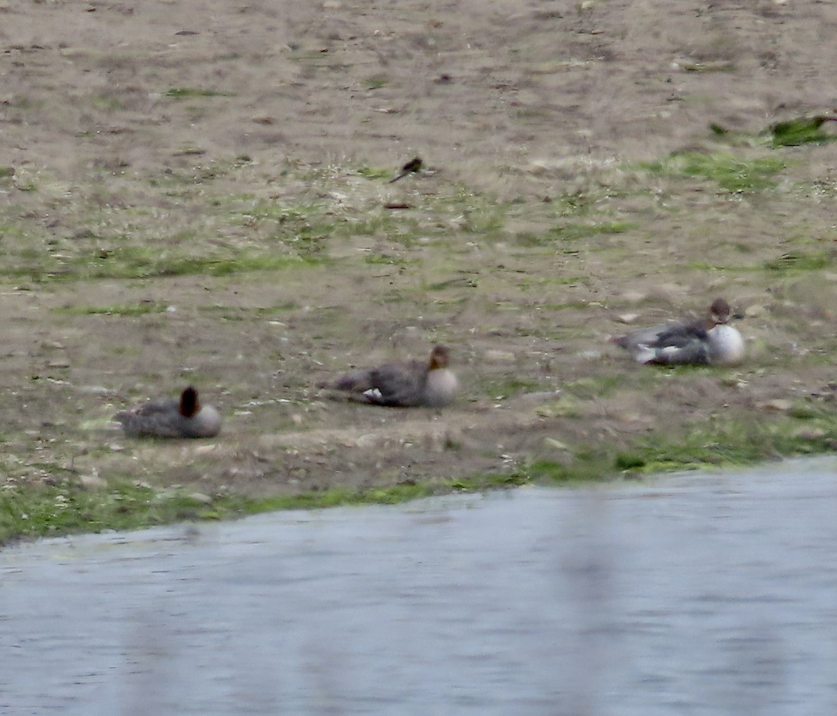 Common Merganser - ML595655771