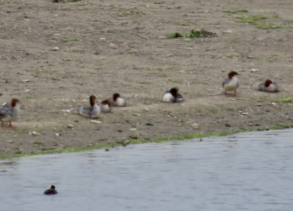 Common Merganser - ML595655781