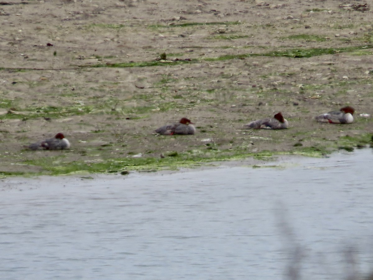 Common Merganser - ML595655791