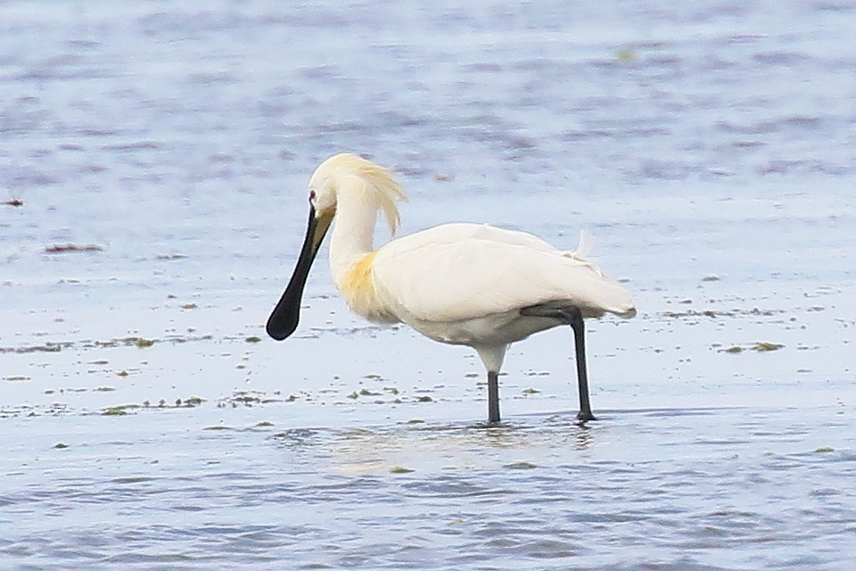 Eurasian Spoonbill - Brano Kovačević