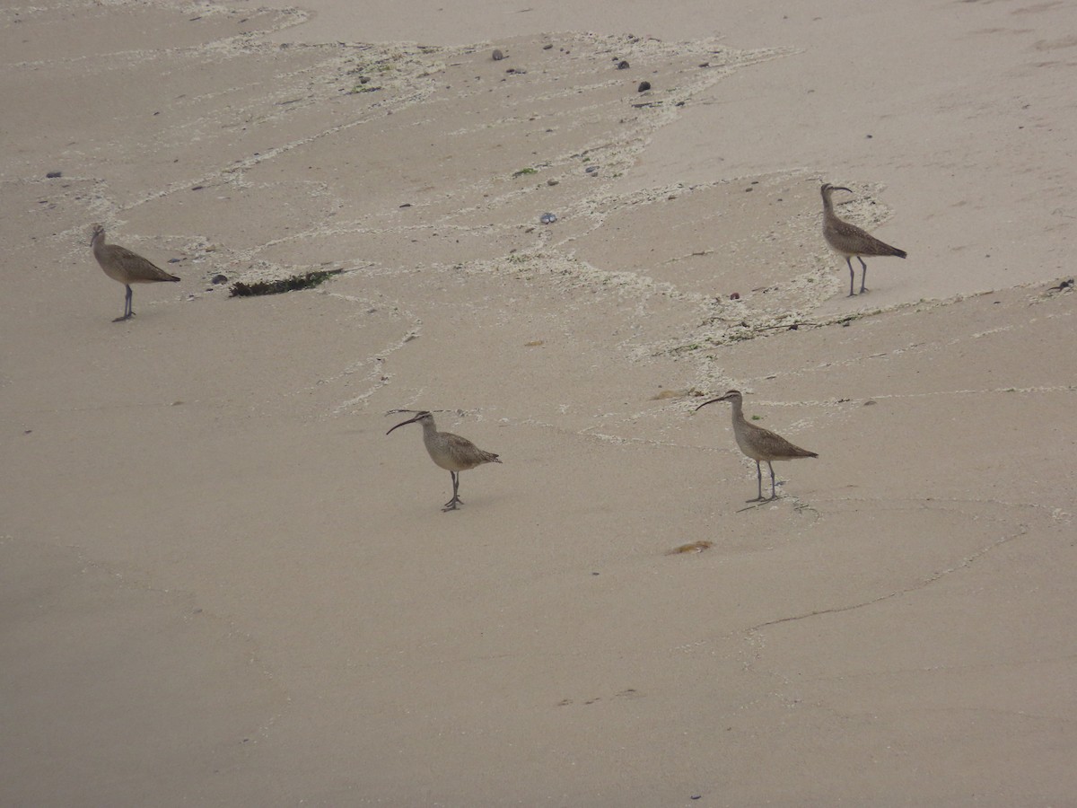 Whimbrel - ML595655971