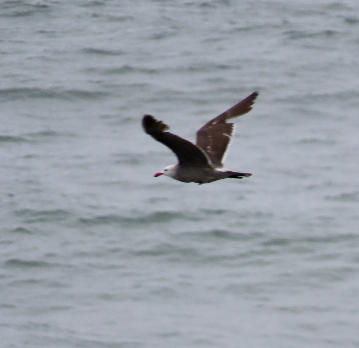 Gaviota Mexicana - ML595656141