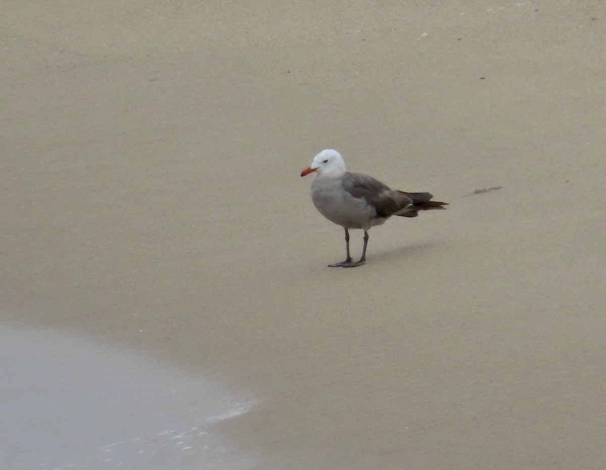 Heermann's Gull - ML595656151