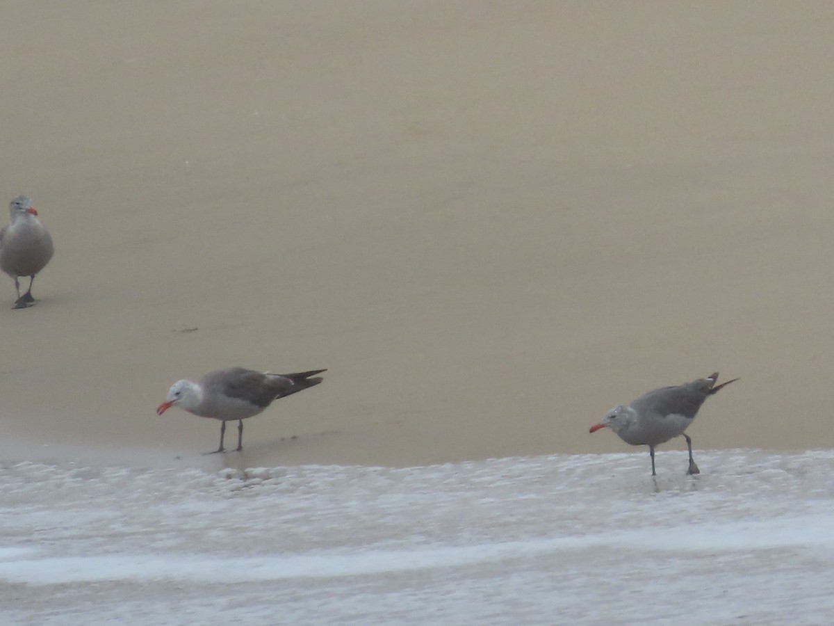 Gaviota Mexicana - ML595656161