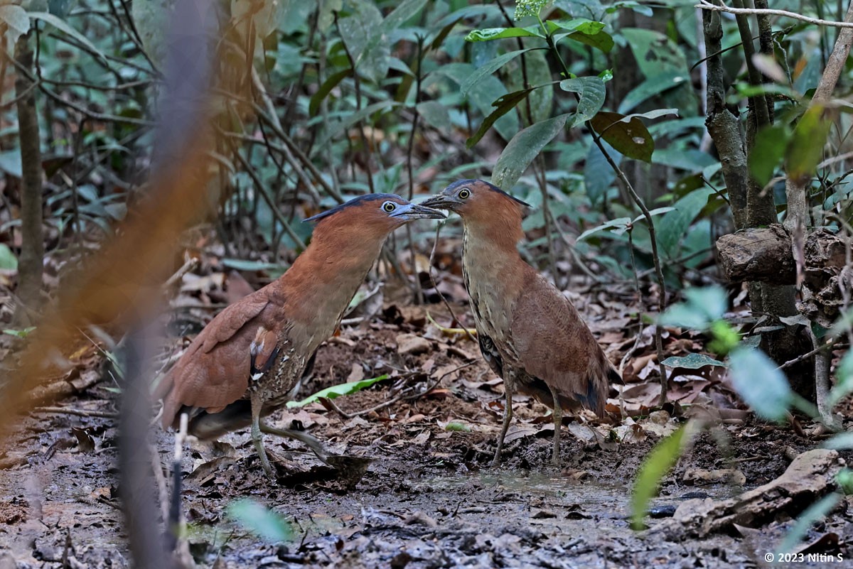 Malayan Night Heron - Nitin Srinivasa Murthy