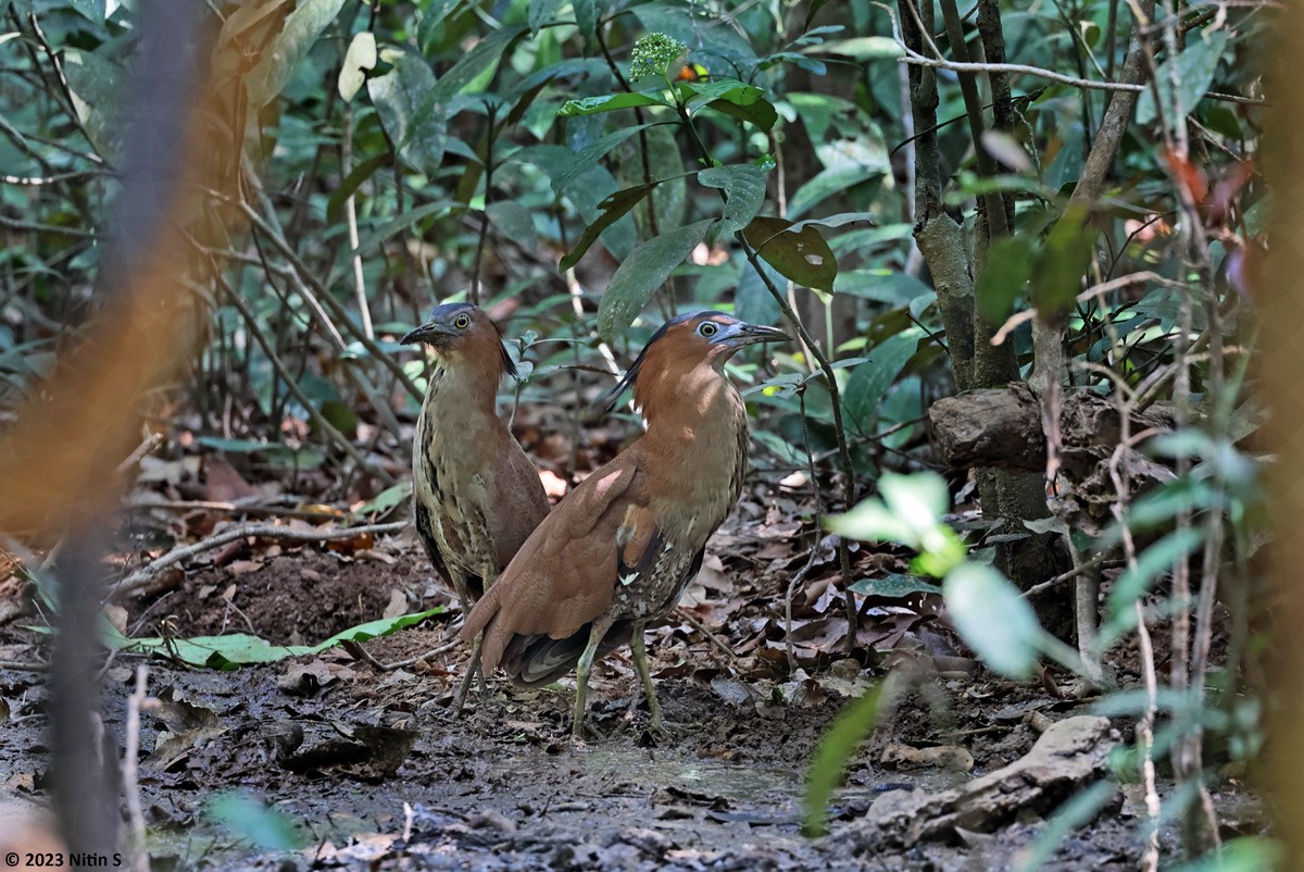 Malayan Night Heron - ML595656821