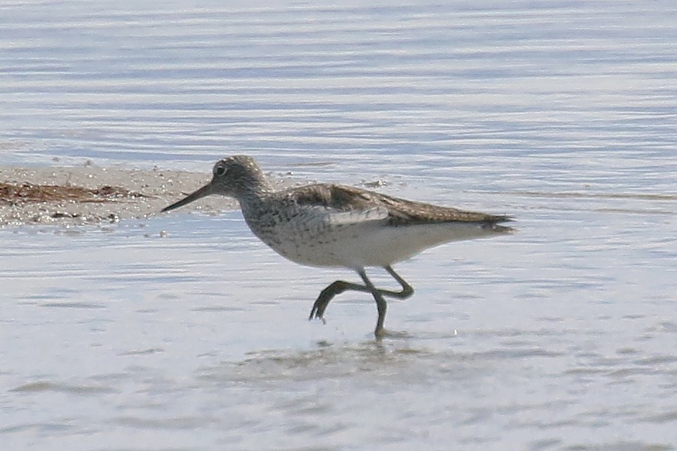 Common Greenshank - ML595657171