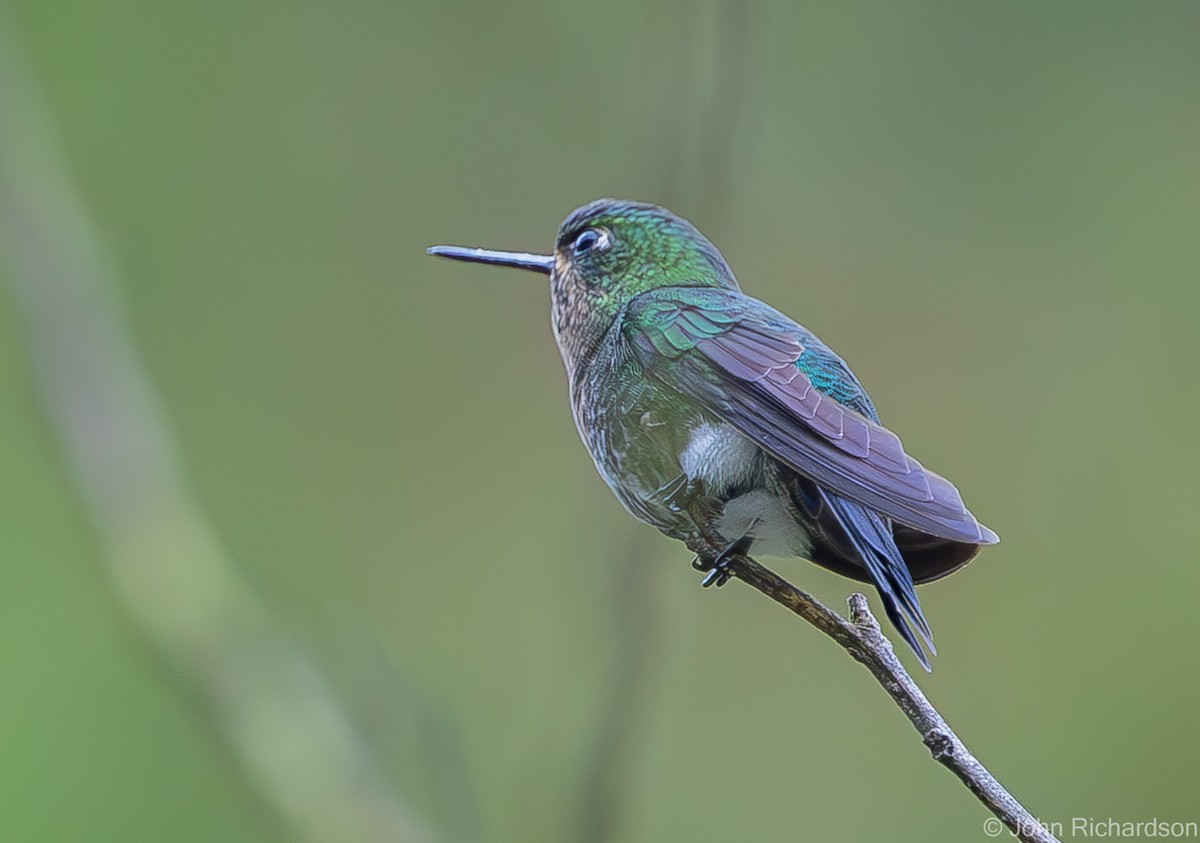 Violettkehl-Höschenkolibri - ML595657691