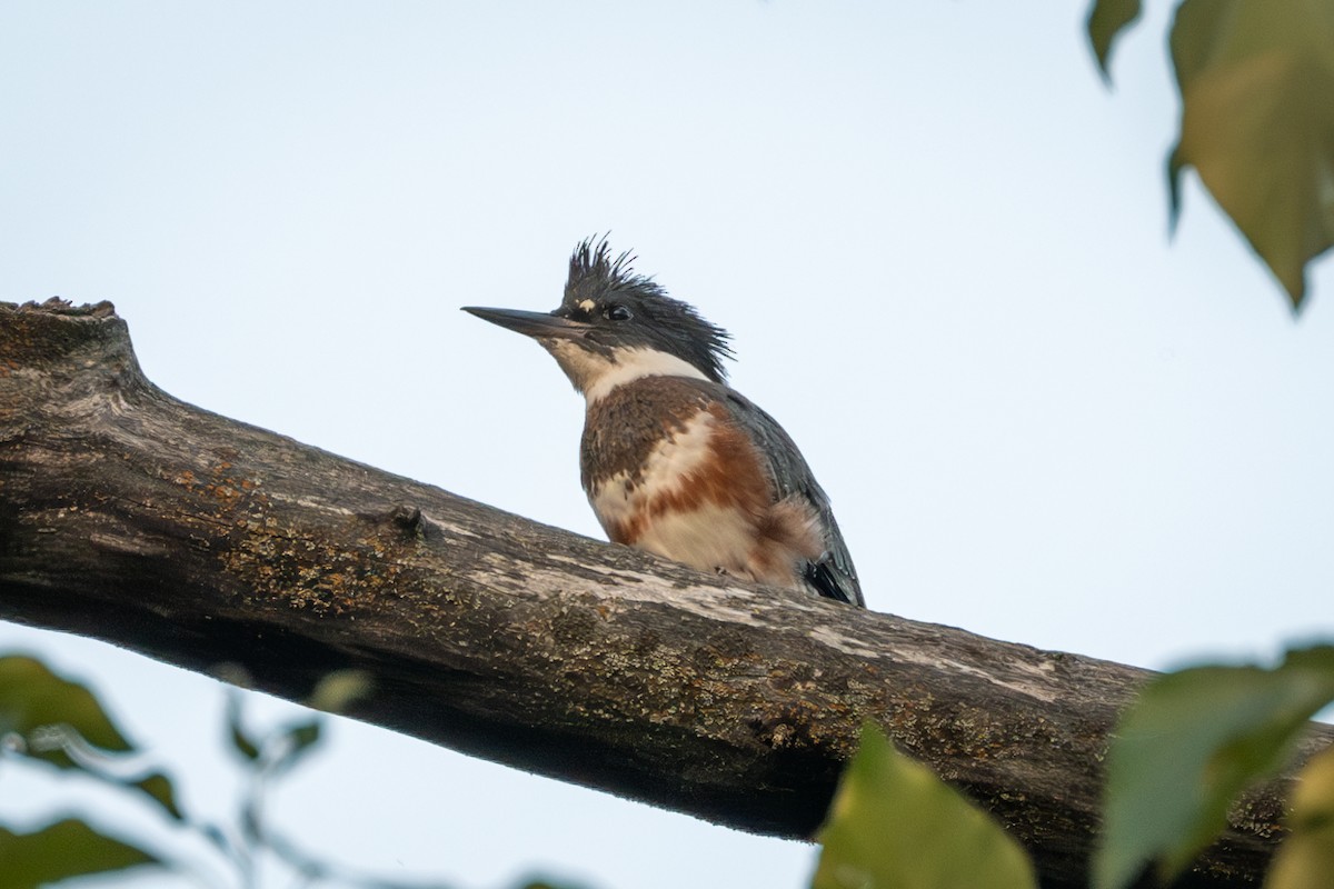 Belted Kingfisher - ML595658831