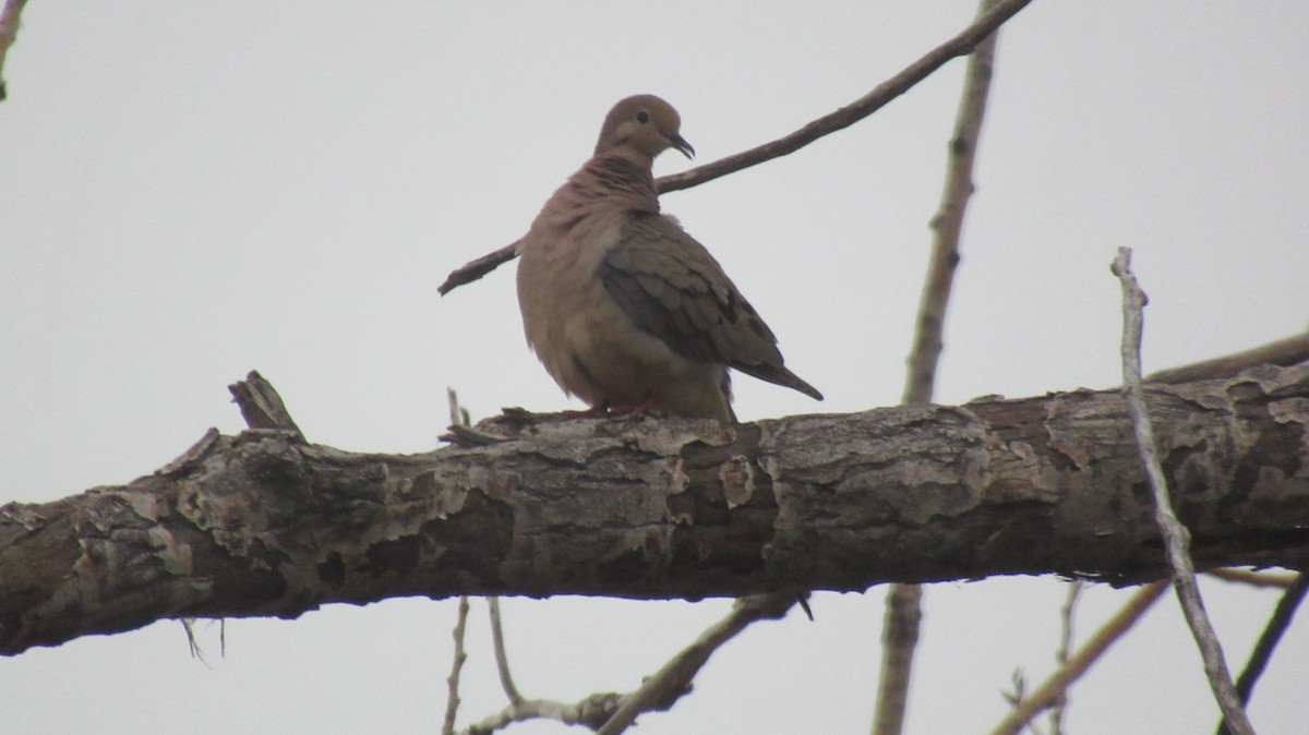 Mourning Dove - Pete Gillig