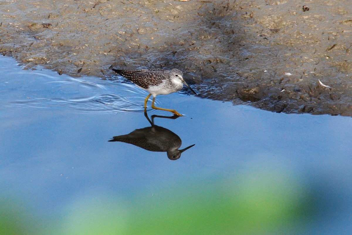 Greater Yellowlegs - ML59566061