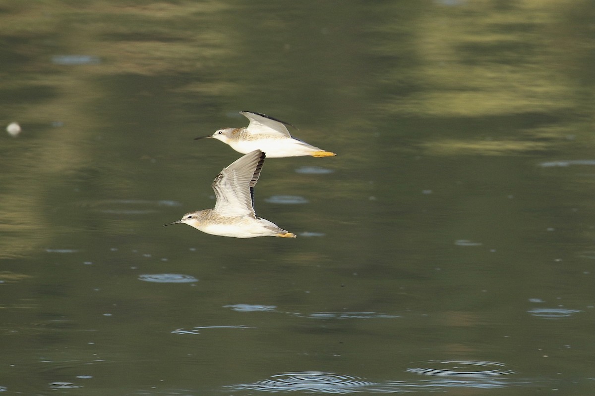 Wilson's Phalarope - ML595662471