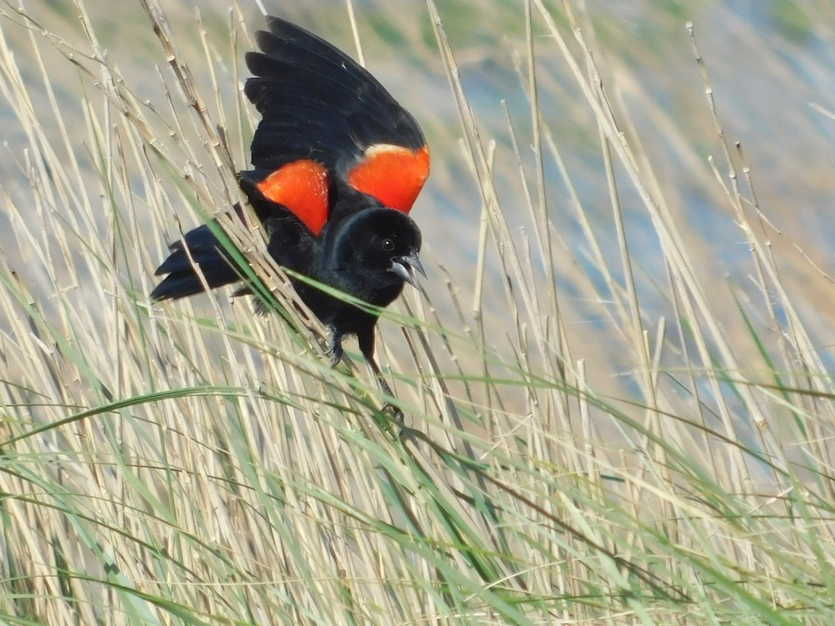Red-winged Blackbird - James Lee