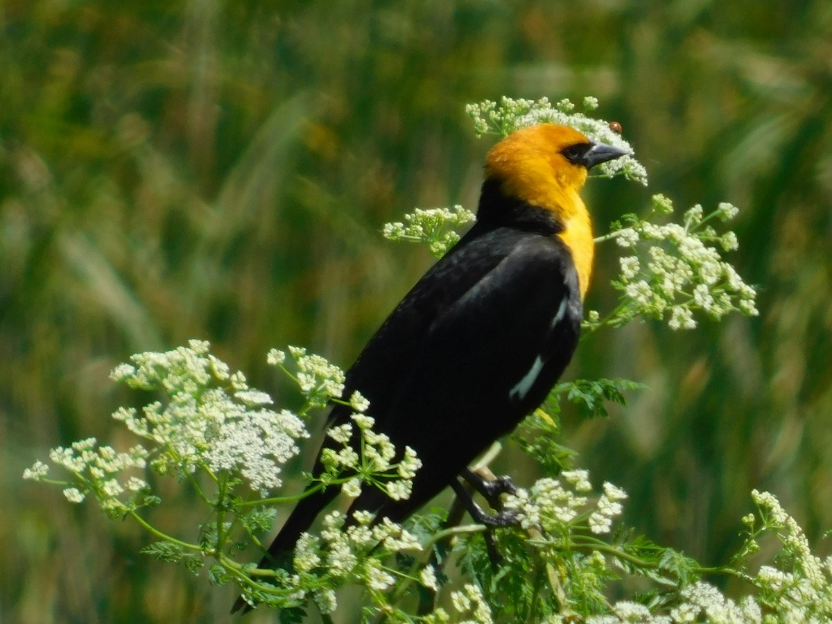 Yellow-headed Blackbird - James Lee