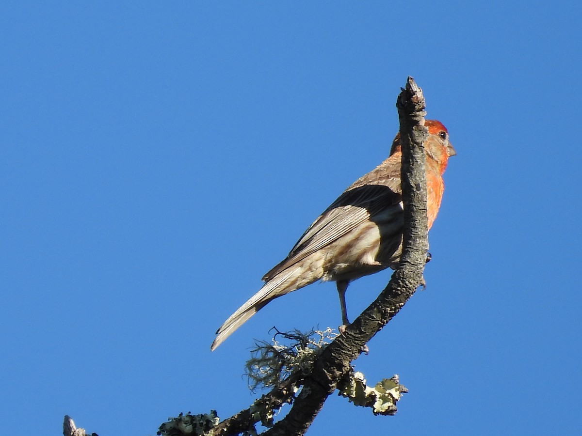 House Finch - ML595663361