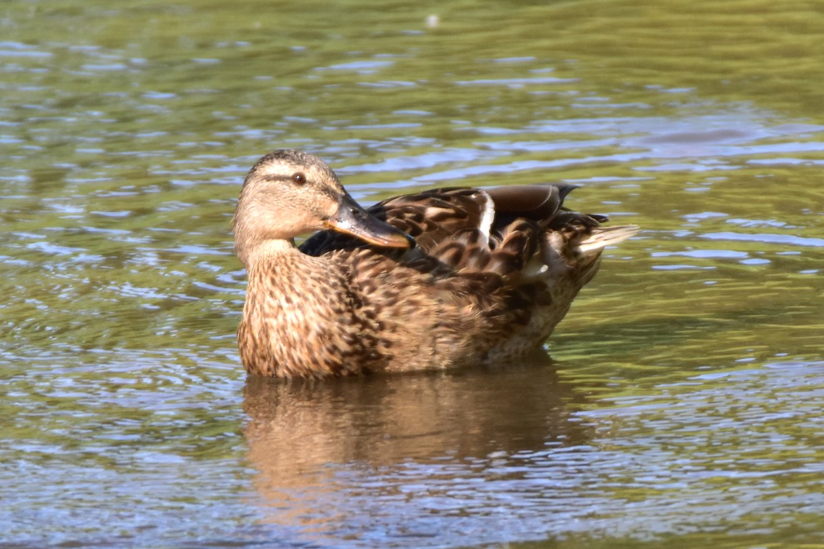 Mallard - ML595663391