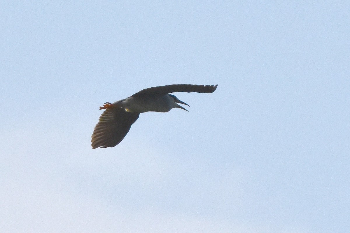 Black-crowned Night Heron - ML595663411