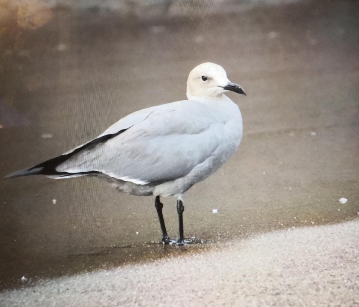 Gray Gull - ML595663971