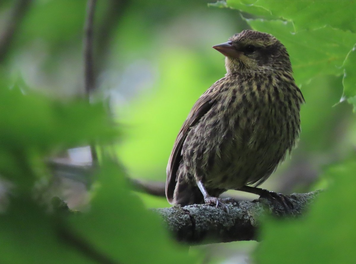 Red-winged Blackbird - ML595664251