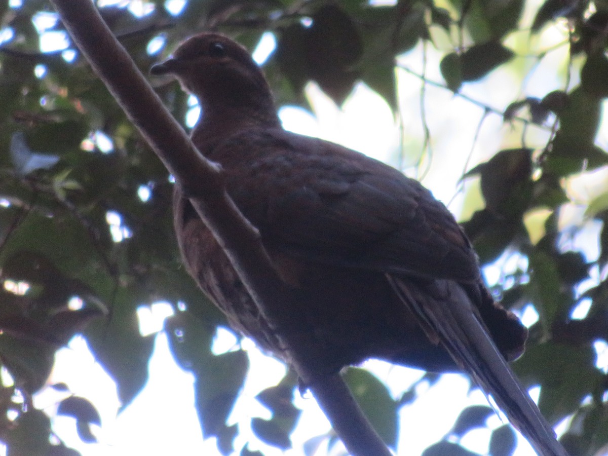 Brown Cuckoo-Dove - Christine D