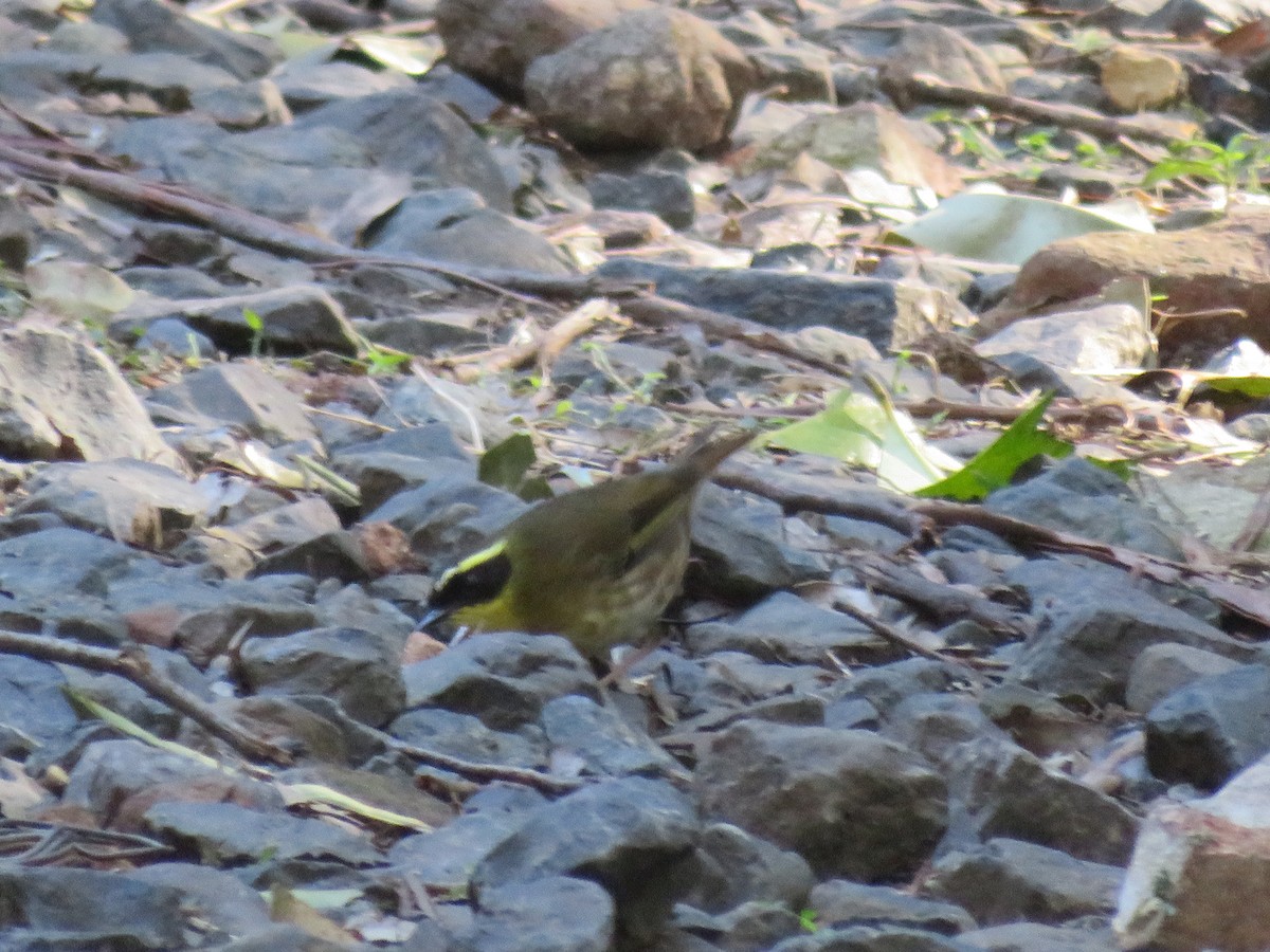 Yellow-throated Scrubwren - Christine D