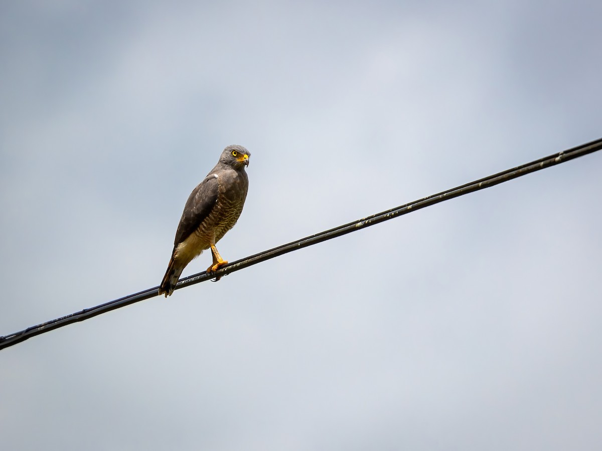 Roadside Hawk - ML595666221