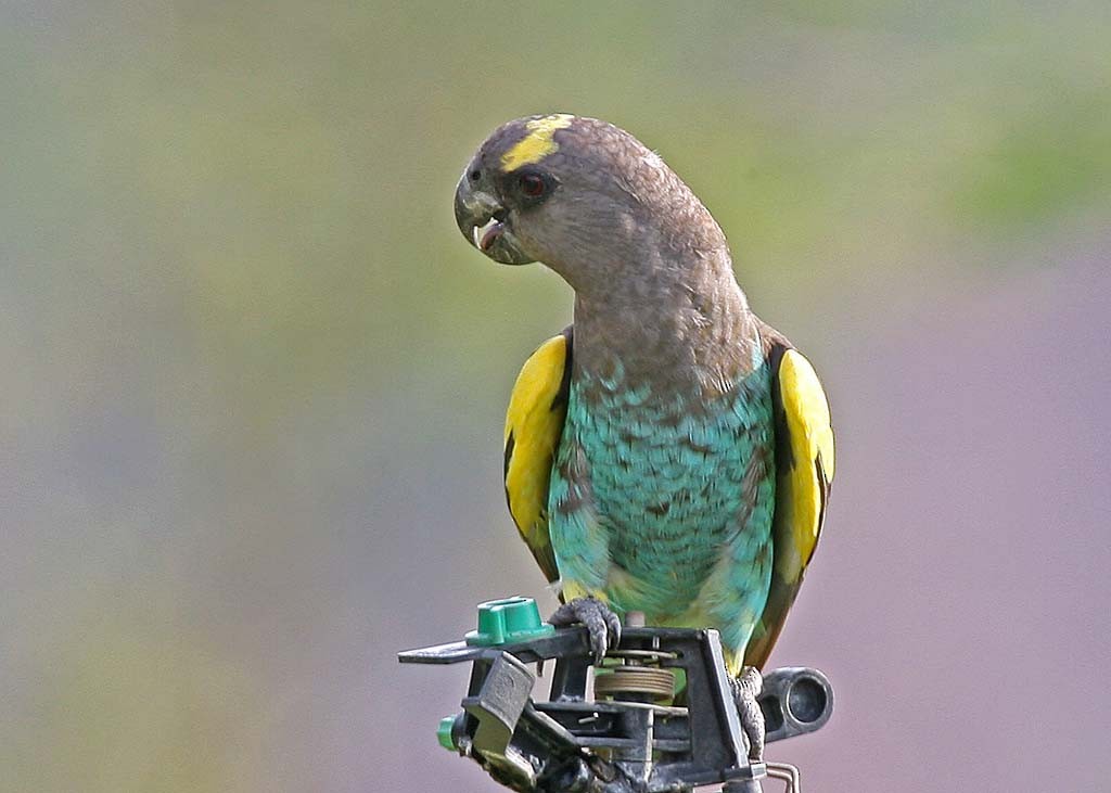 Meyer's Parrot - ML59566641