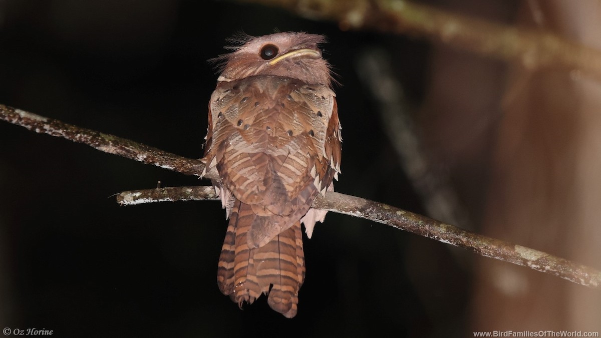 Dulit Frogmouth - Oz Horine