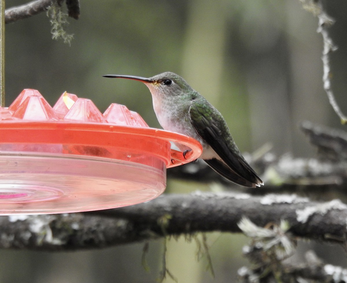 White-bellied Hummingbird - ML595666691