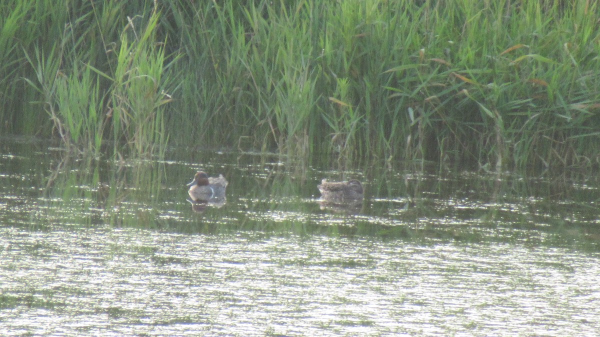 Green-winged Teal - ML595667791