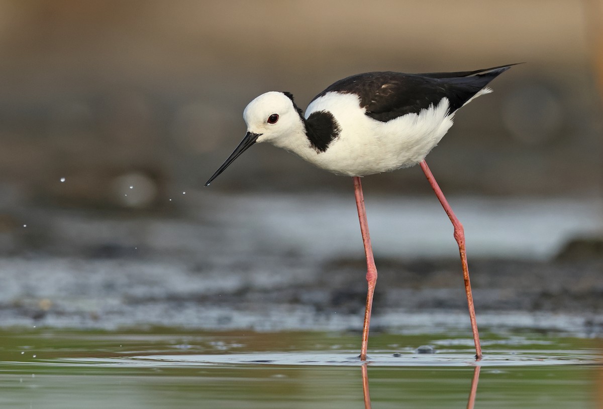 Pied Stilt - ML595668401