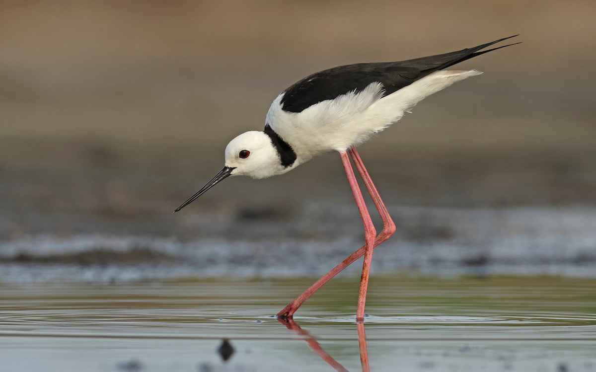 Pied Stilt - Dave Bakewell