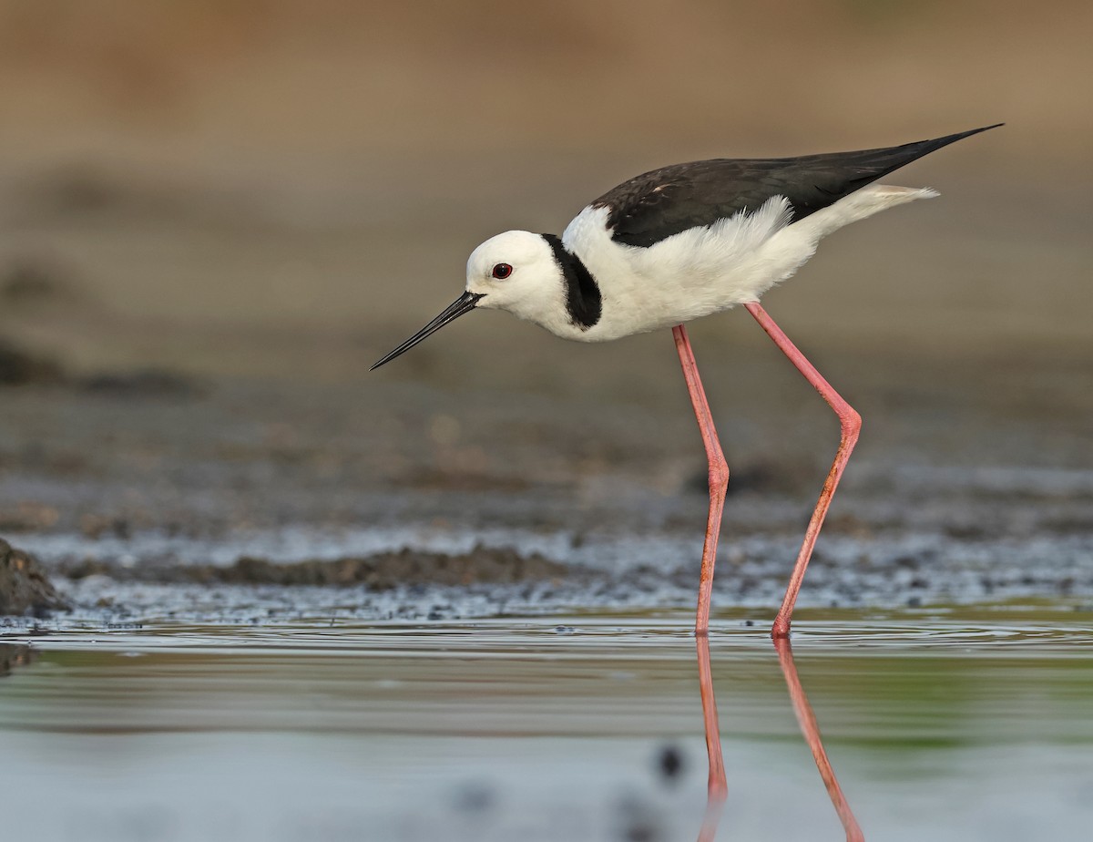 Pied Stilt - Dave Bakewell