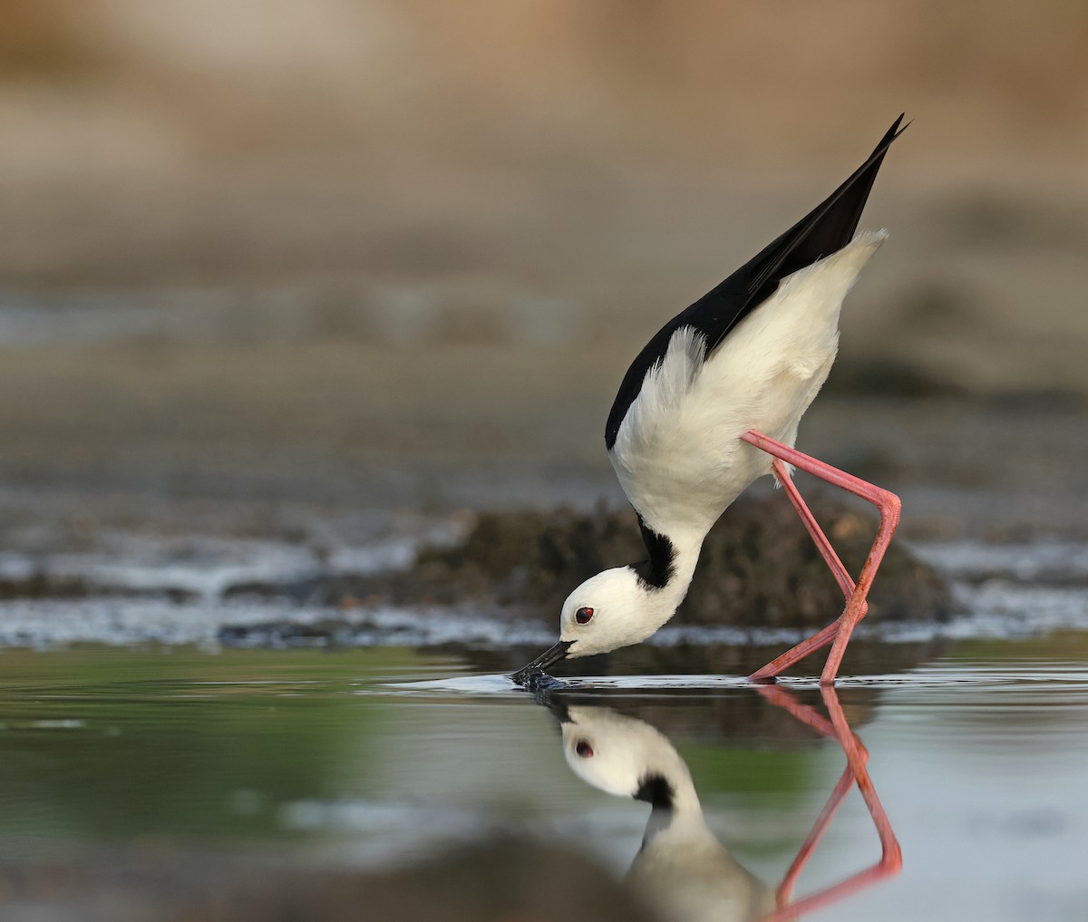 Pied Stilt - Dave Bakewell