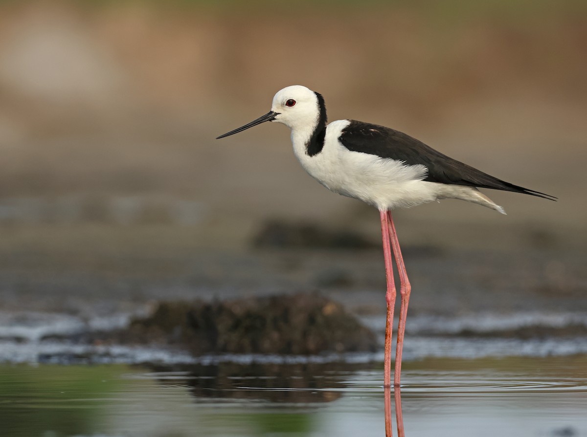 Pied Stilt - Dave Bakewell