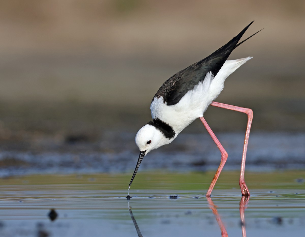 Pied Stilt - ML595668511