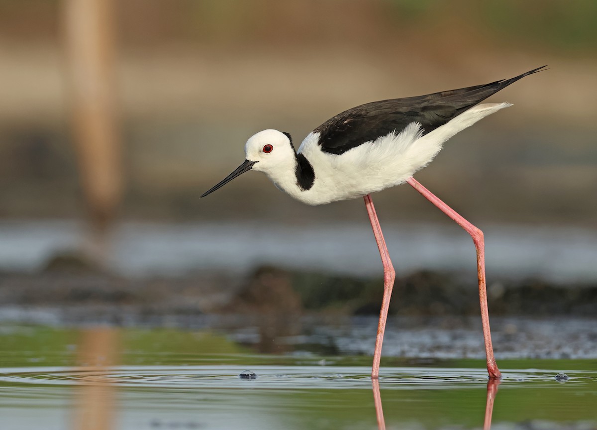 Pied Stilt - ML595668521