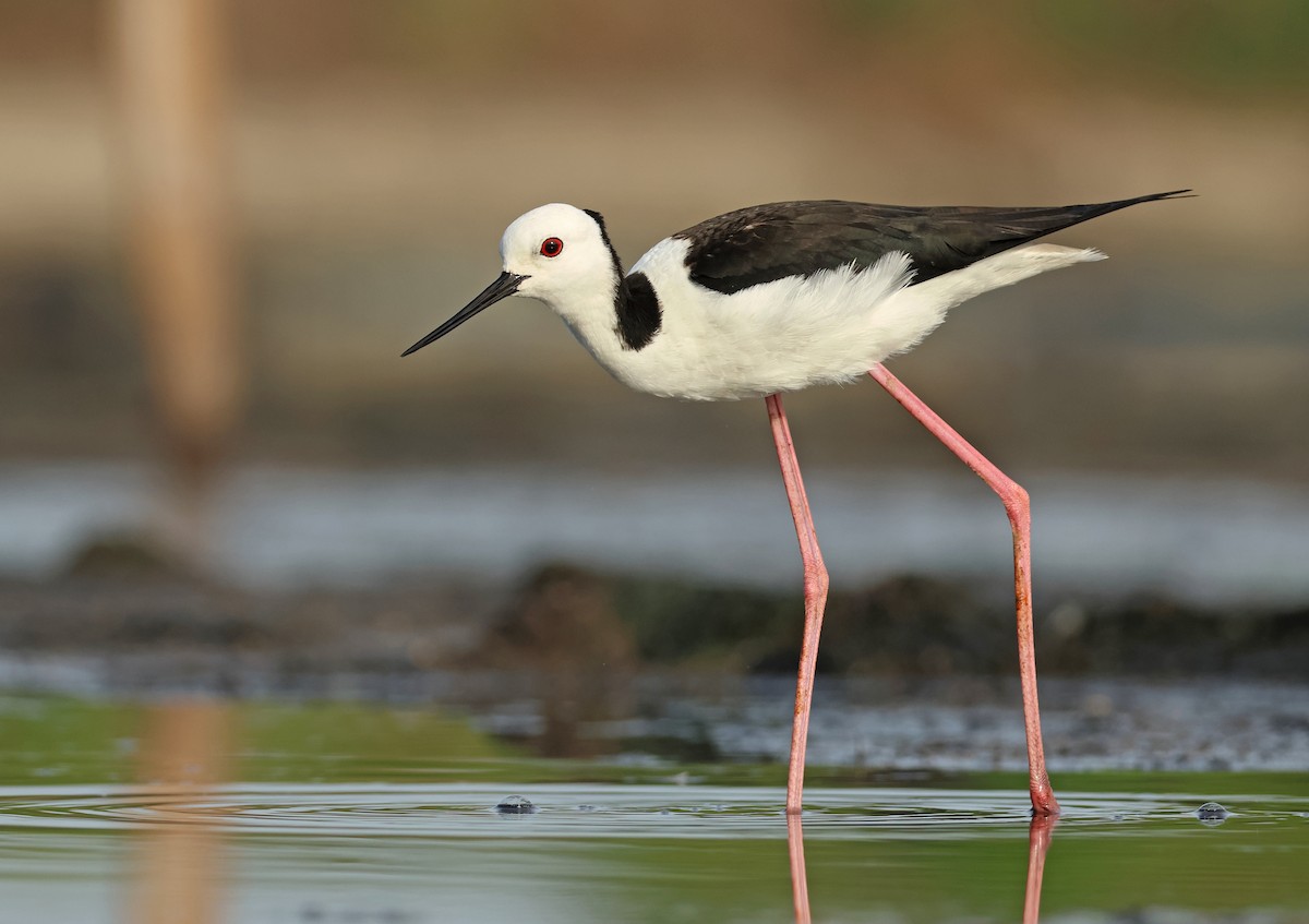 Pied Stilt - Dave Bakewell