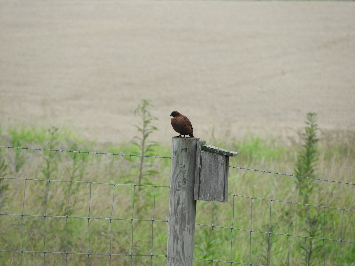 Northern Bobwhite (Masked) - Rex Graham